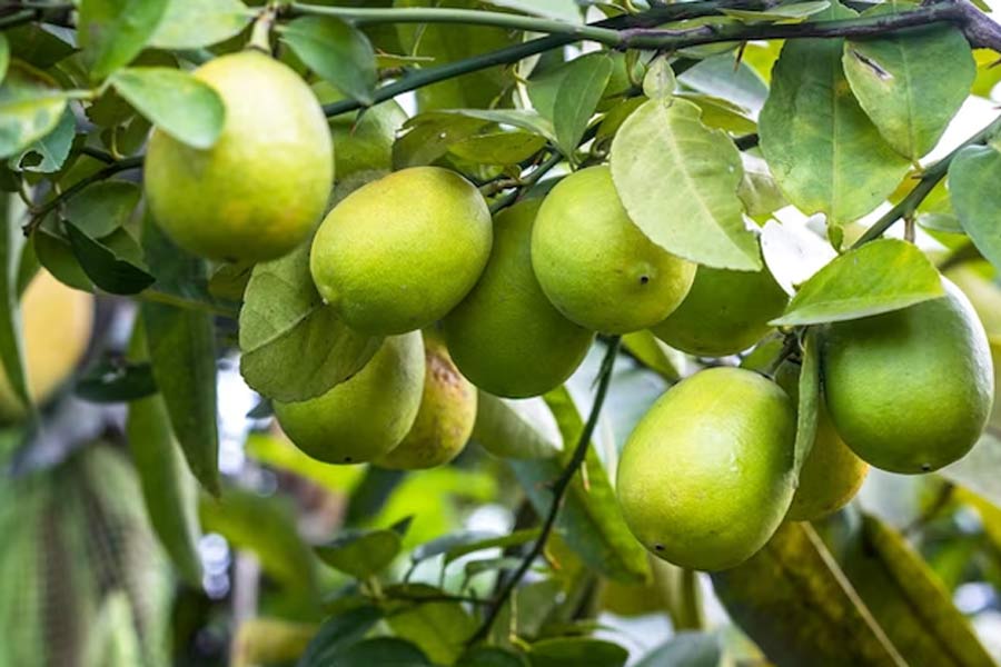 First of all, hoe the lemon plant