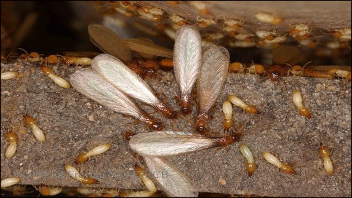 natural home remedies for insects