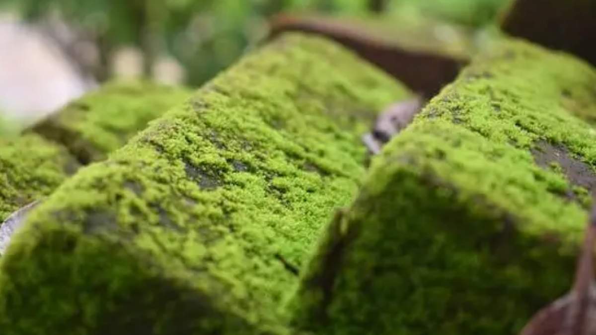 how to remove moss from home remedies