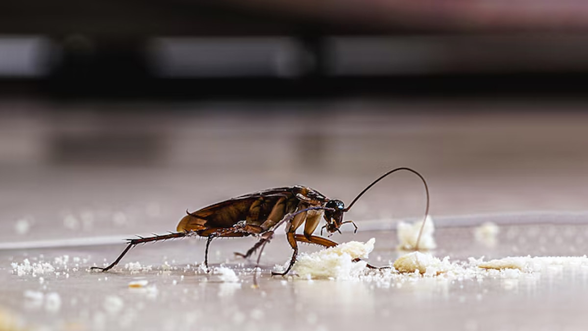 How to make medicine to kill lizards and cockroaches