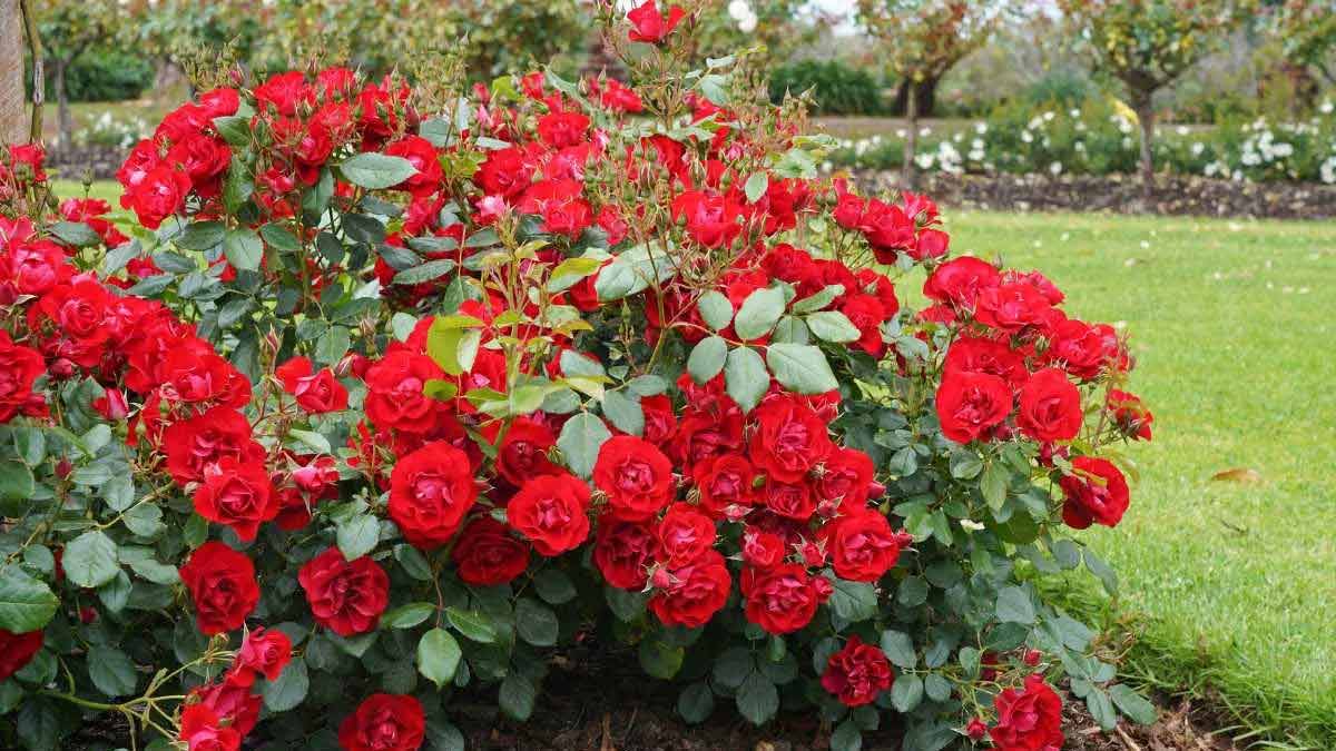 Rose Plant homemade fertilizer