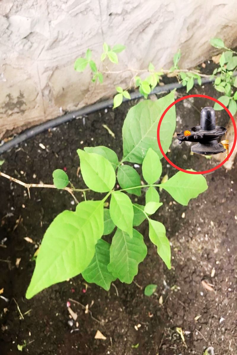 kya bel patra ke paudhe ke niche shivling rakh sakte hain