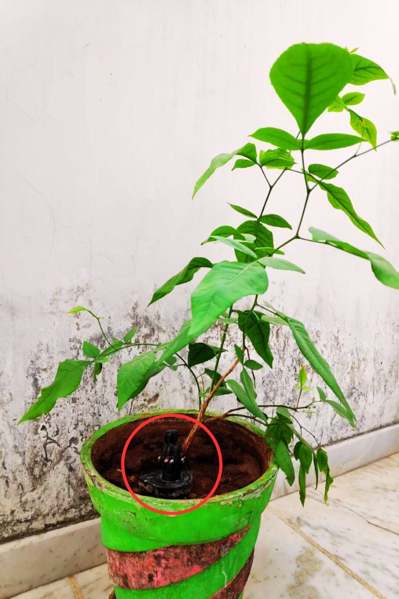 kya bel patra ke paudhe ke niche shivling rakhna chahiye