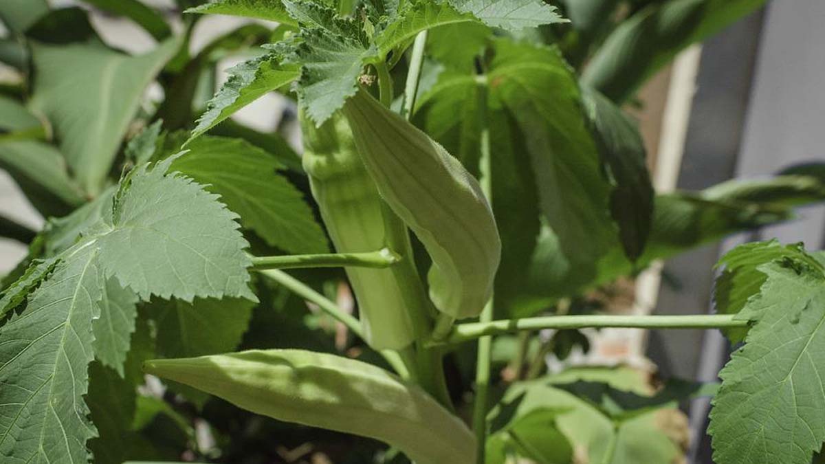 How to grow ladyfinger quickly