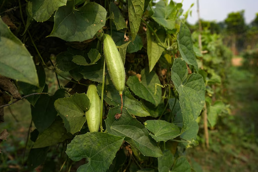 Take care of these things on the parwal vine