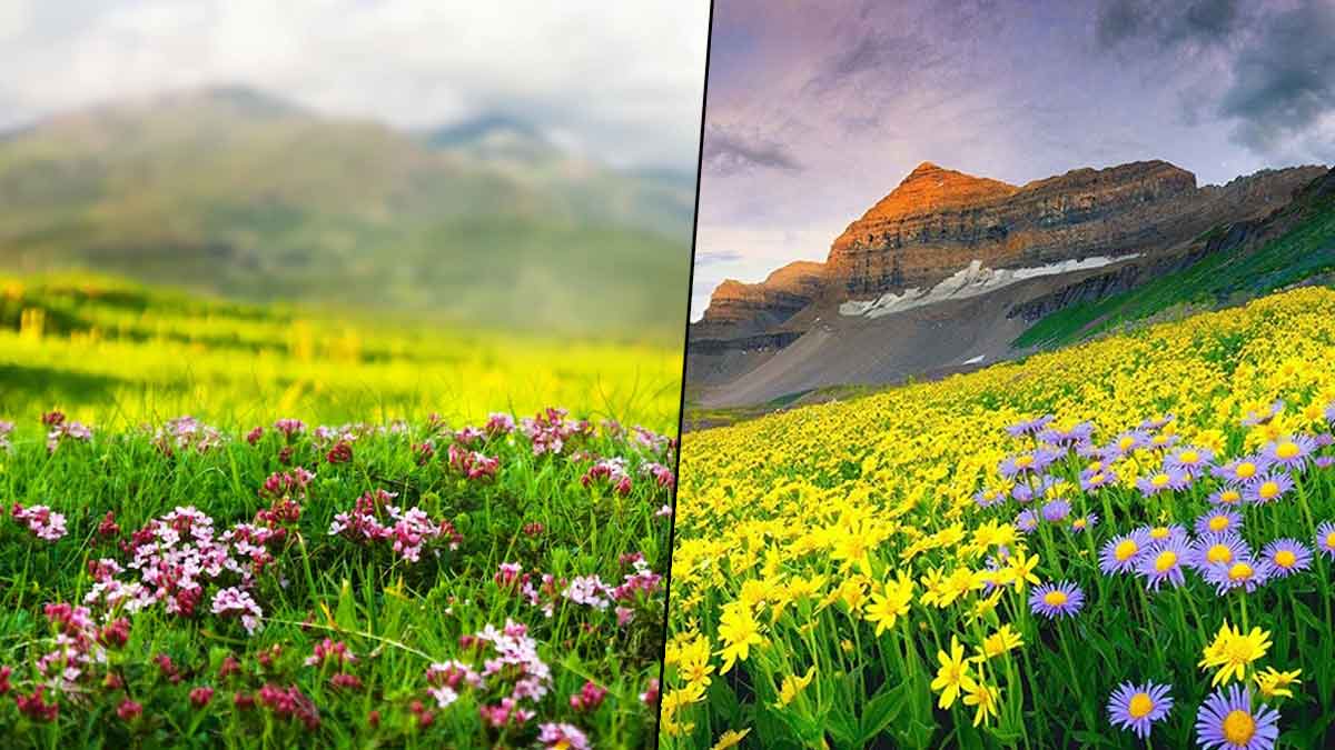 biggest flower valley in india know location and all details1