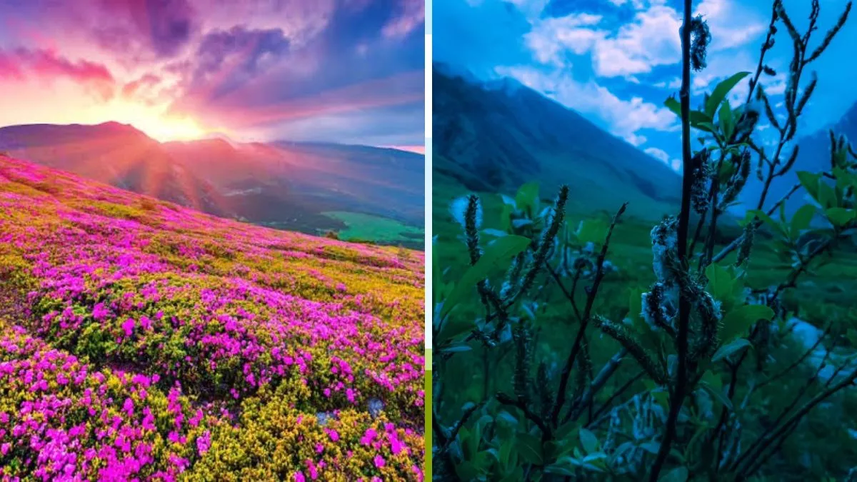 biggest flower valley in india know location and all detailssss