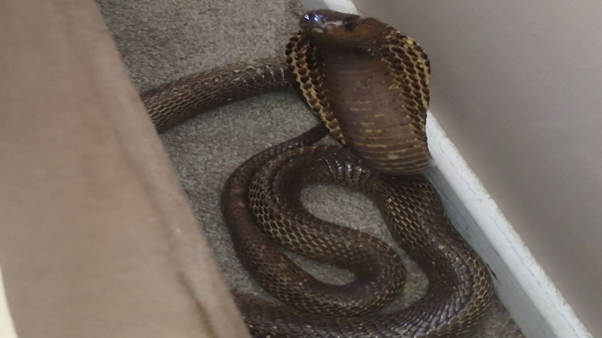 nag panchami pr saap dikhne se kya hota hai