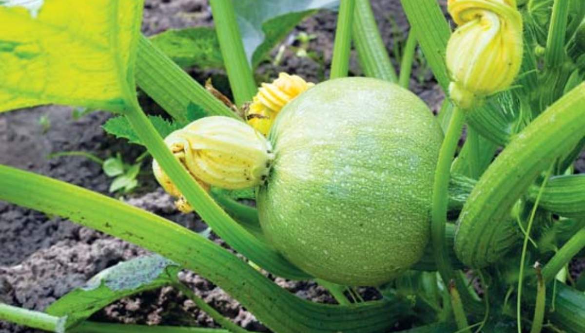 homemade fertilizer for Pumpkin plant (1)