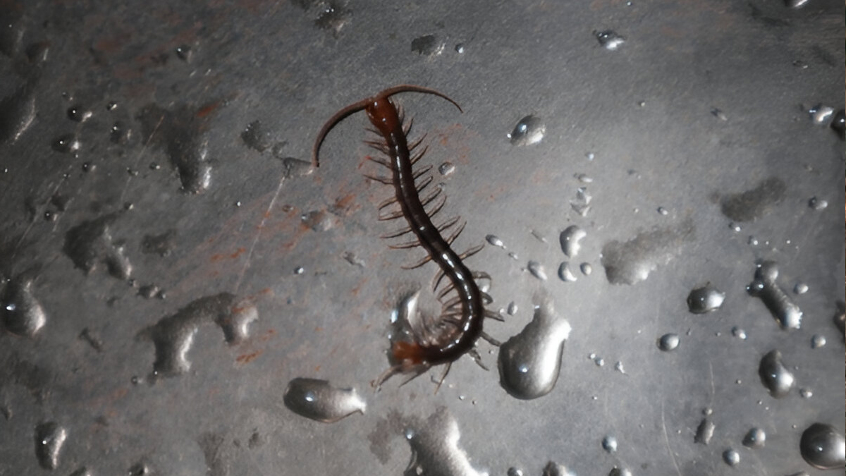 Centipede control tips