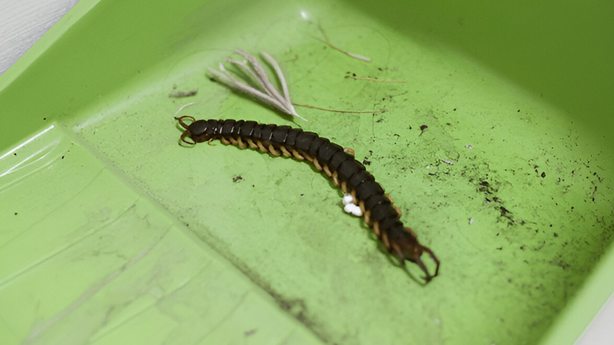 Home remedies for centipedes