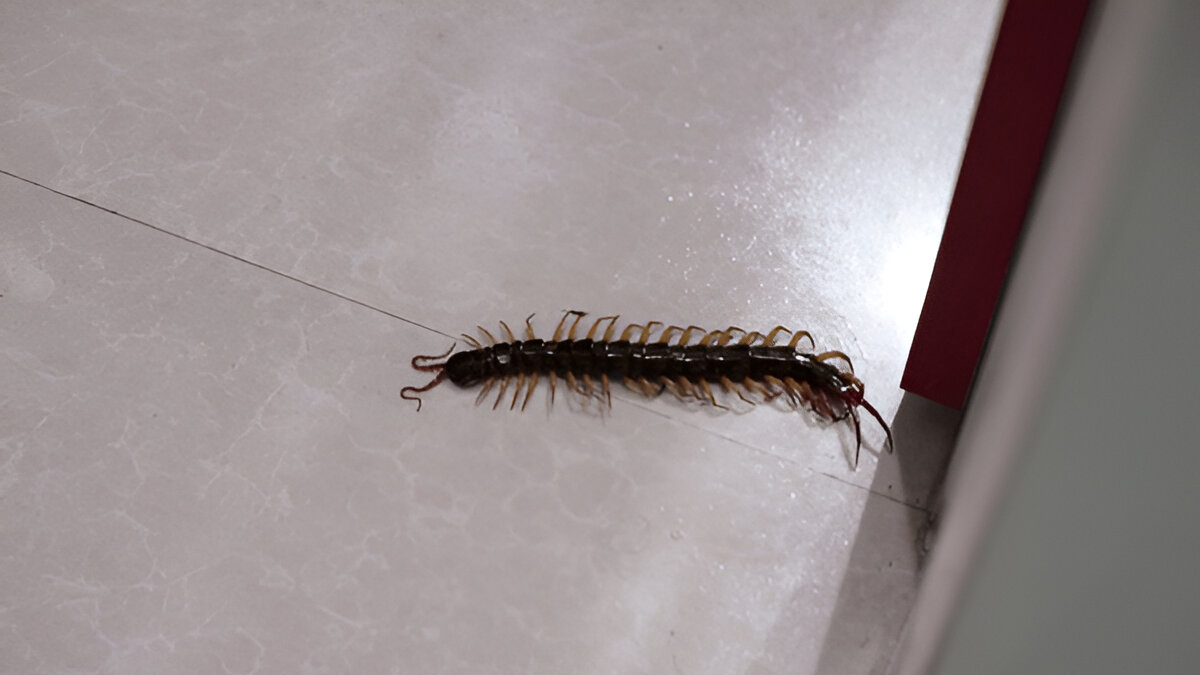 Natural centipede removal hacks