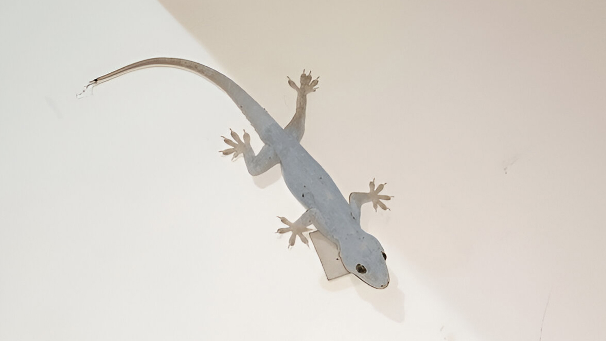 chipkali bhagane ka tareeka