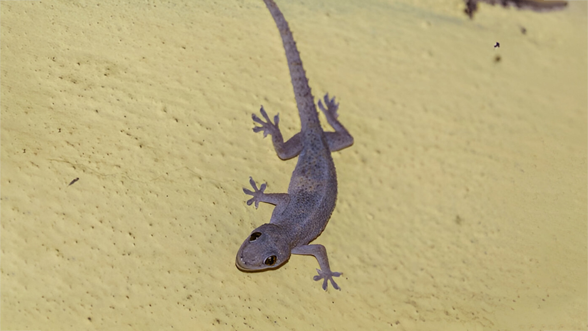 desi tricks to remove lizards