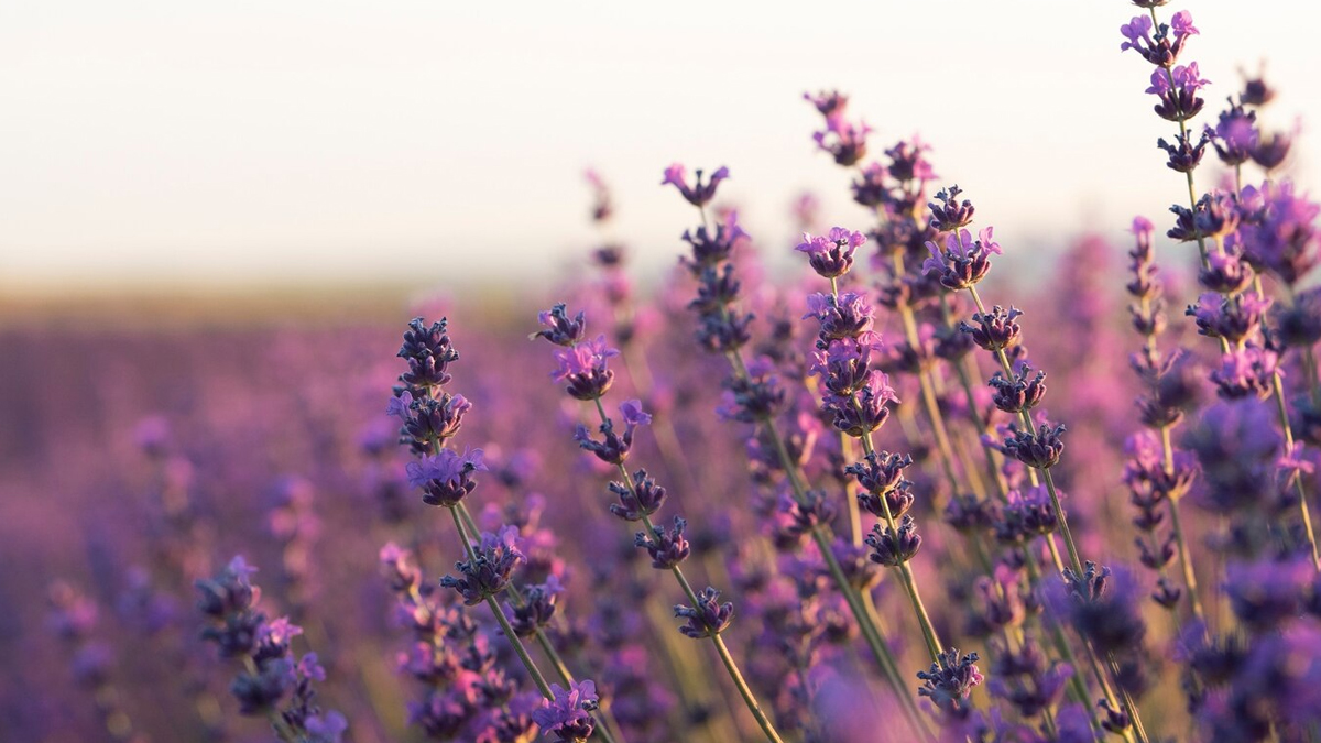Lavender benefits for health