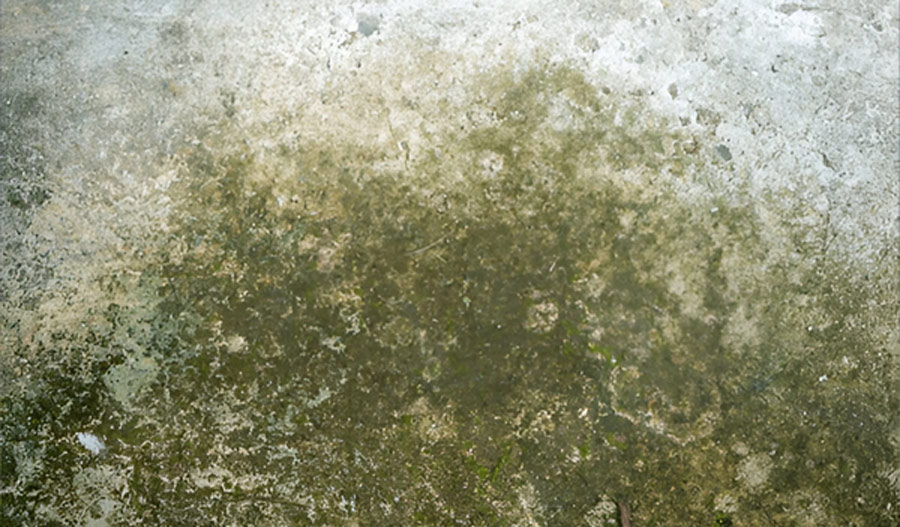 desi tricks to remove moss