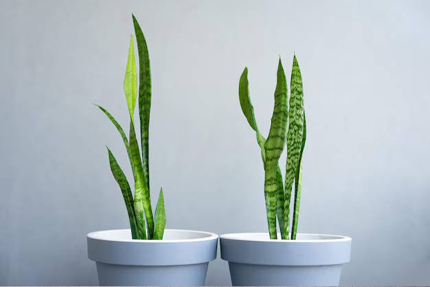snake plant benefits for health
