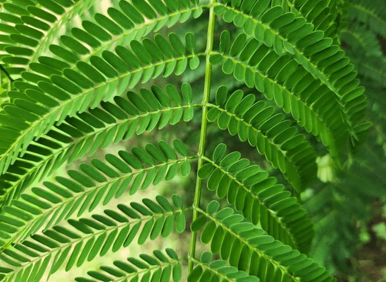 tricks to identify shami plant