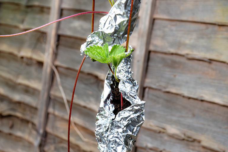 Plant growth hacks aluminum foil