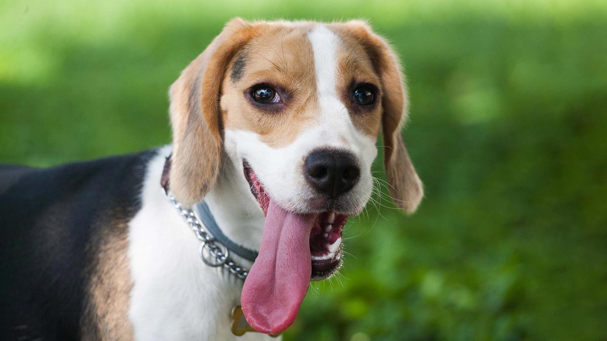 Why-do-dogs-hang-their-tongues-out-when-they-pant