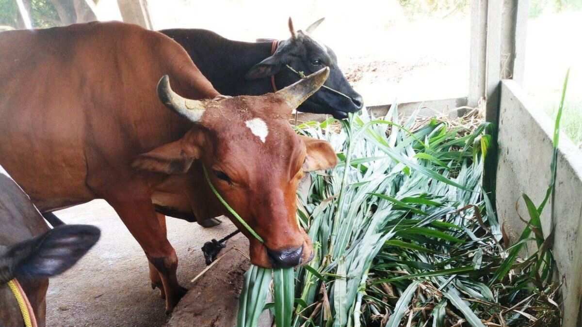 animal service for graha shanti remedies