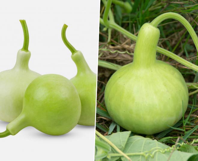 bottle-gourd-benefits