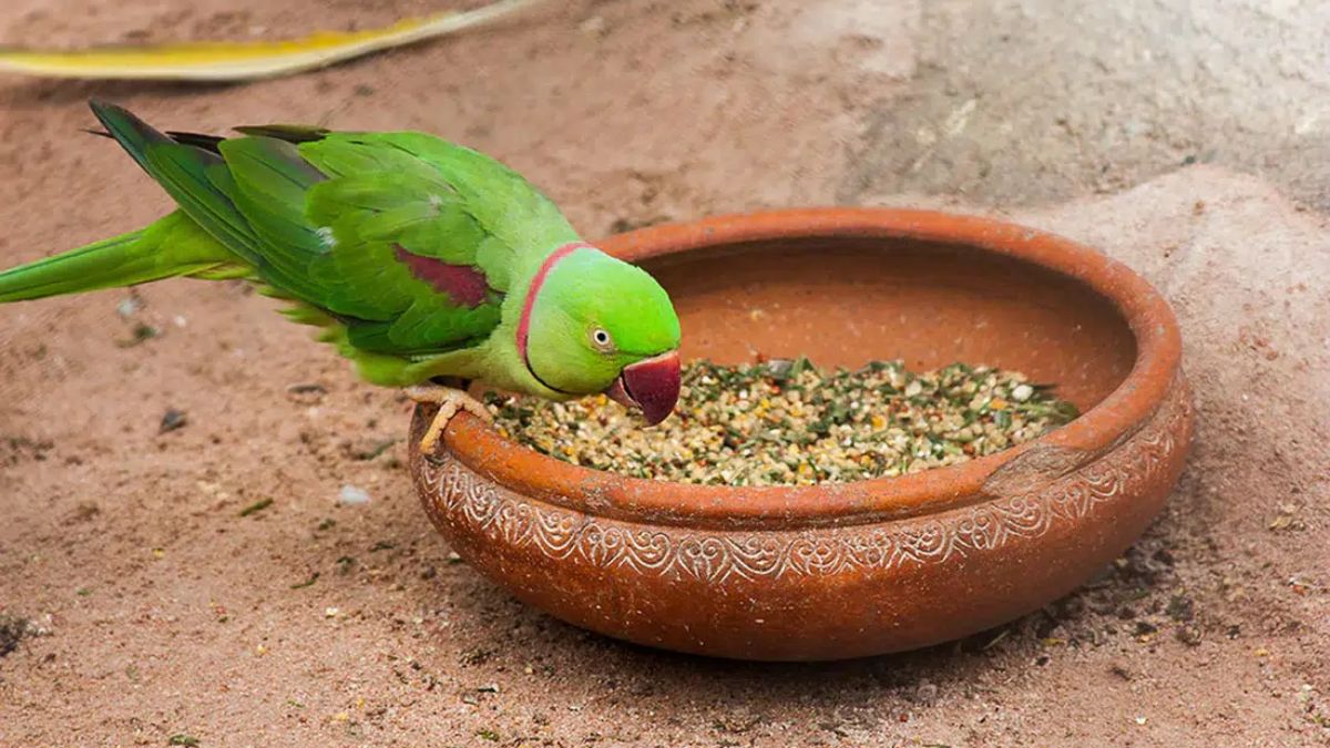 how to calm planets by serving animals