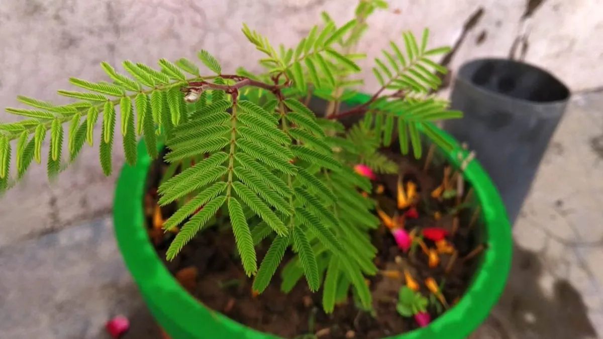 sawan purnima 2025 ke din ghar mein lagaye ye paudhe