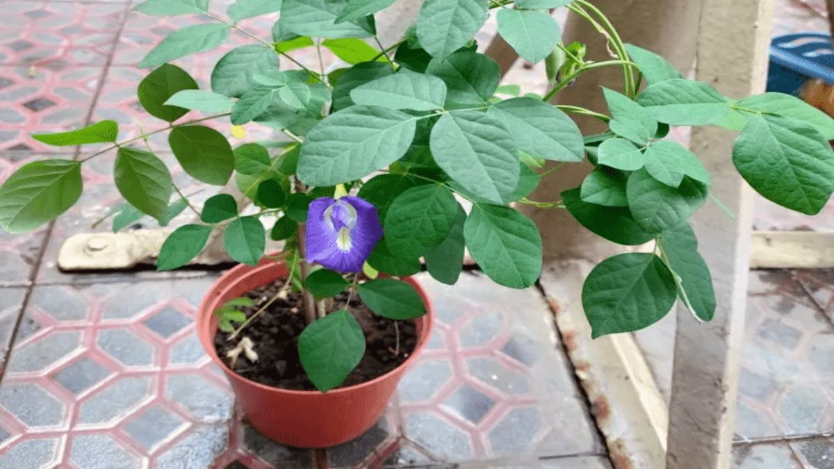 sawan purnima 2025 pr ghar mein lagaye ye paudhe