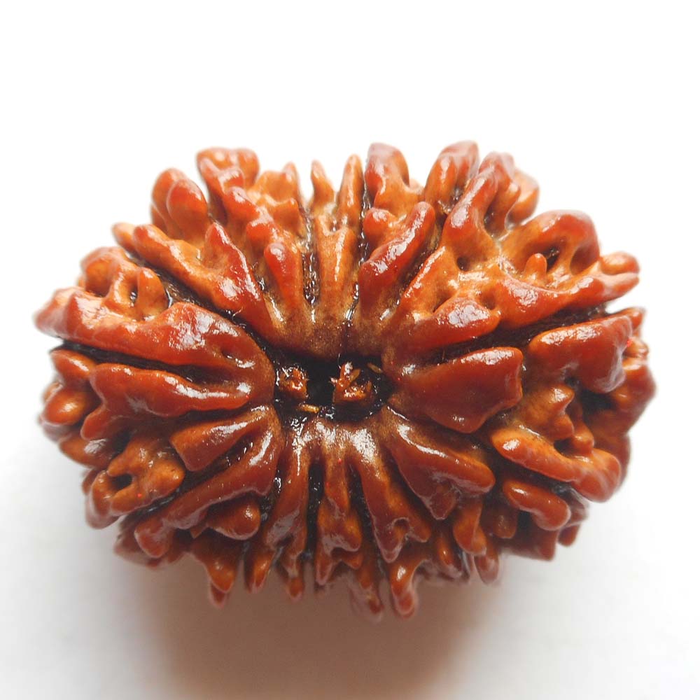13-Mukhi-Rudraksha