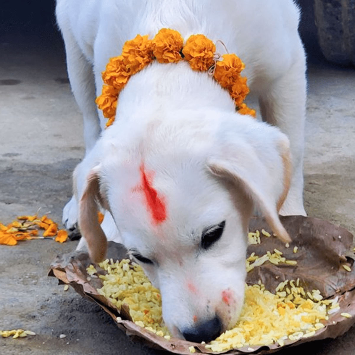 kyo agle janm mein kutta ke roop mein janm lete hain shiv mandir ke pujari
