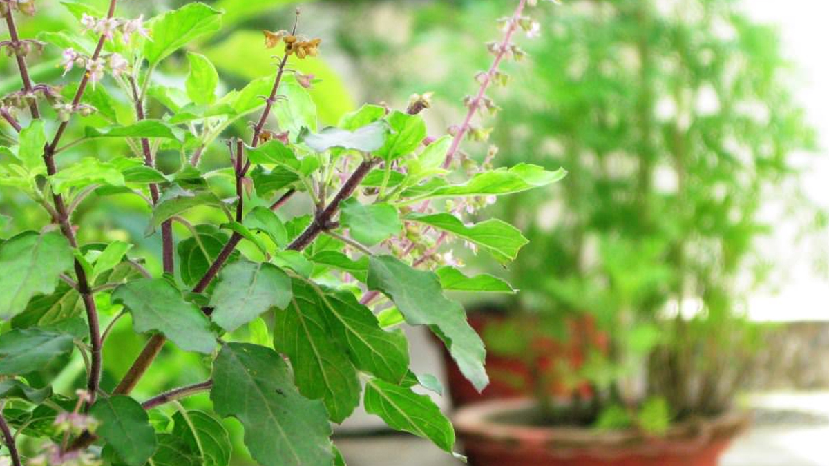 tulsi at home