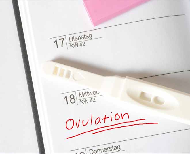 ovulation and pregnancy