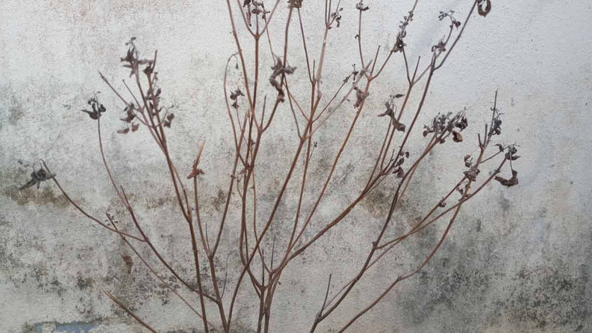 tulsi ki sukhi lakdi ka diya jalane se kya hota hai