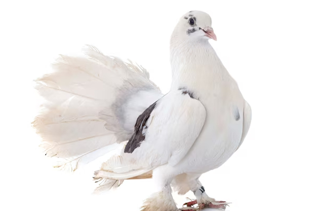White pigeon