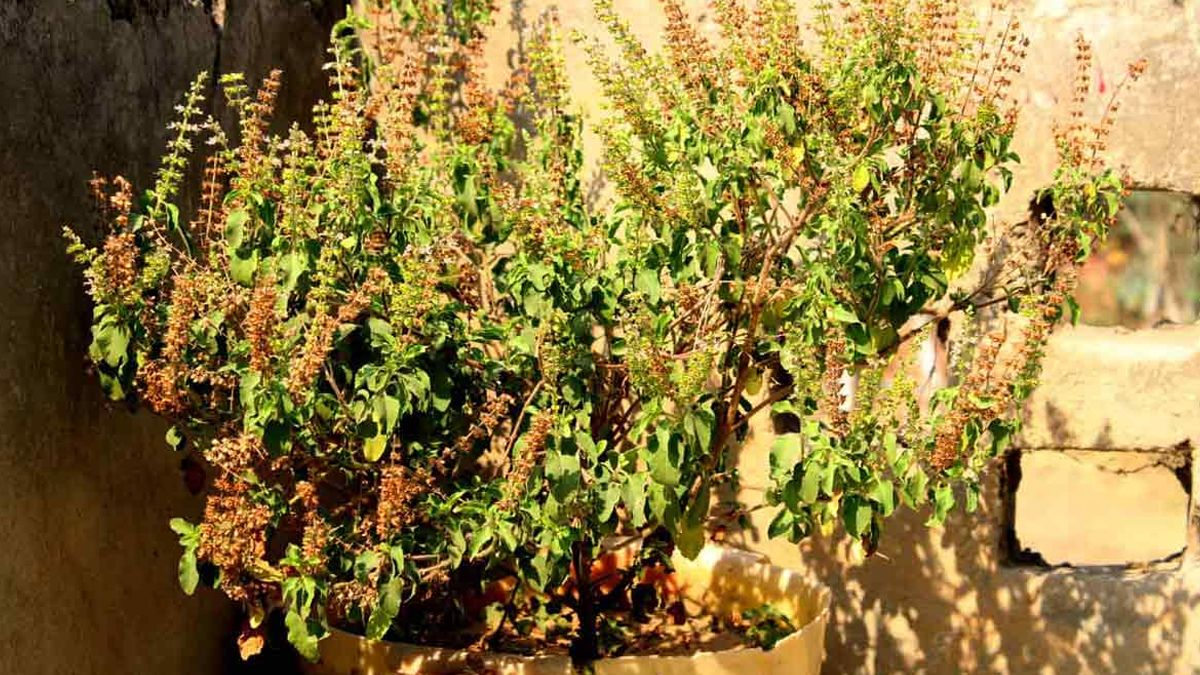 tulsi ki manjari ke upay