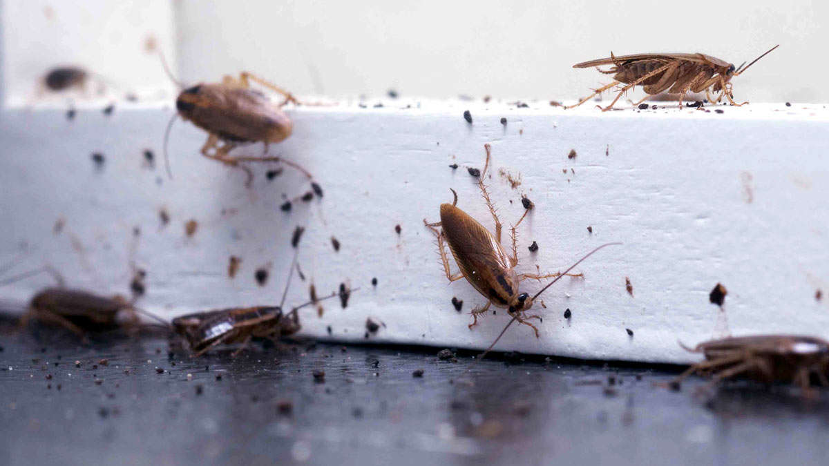 monsoon insect control hack