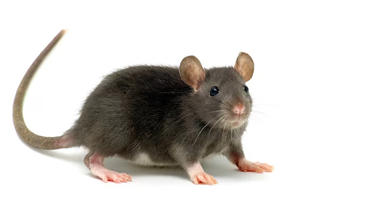 पूरे घर में हर समय इधर-उधर भागते रहते हैं चूहे, महज 10 रुपये के खर्च में हो जाएंगे नो-दो ग्यारह