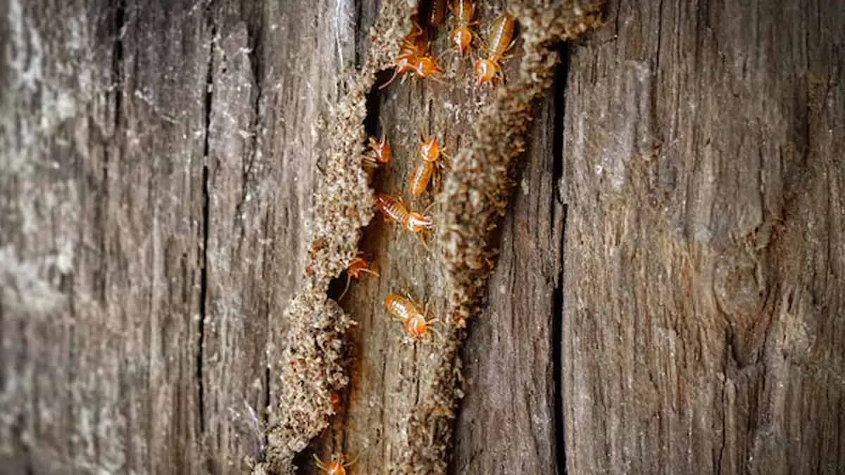 common mistakes that attract termites to your homeSSS