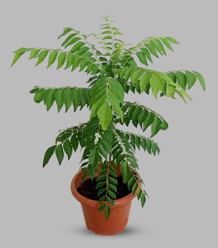 curry leaf plant care