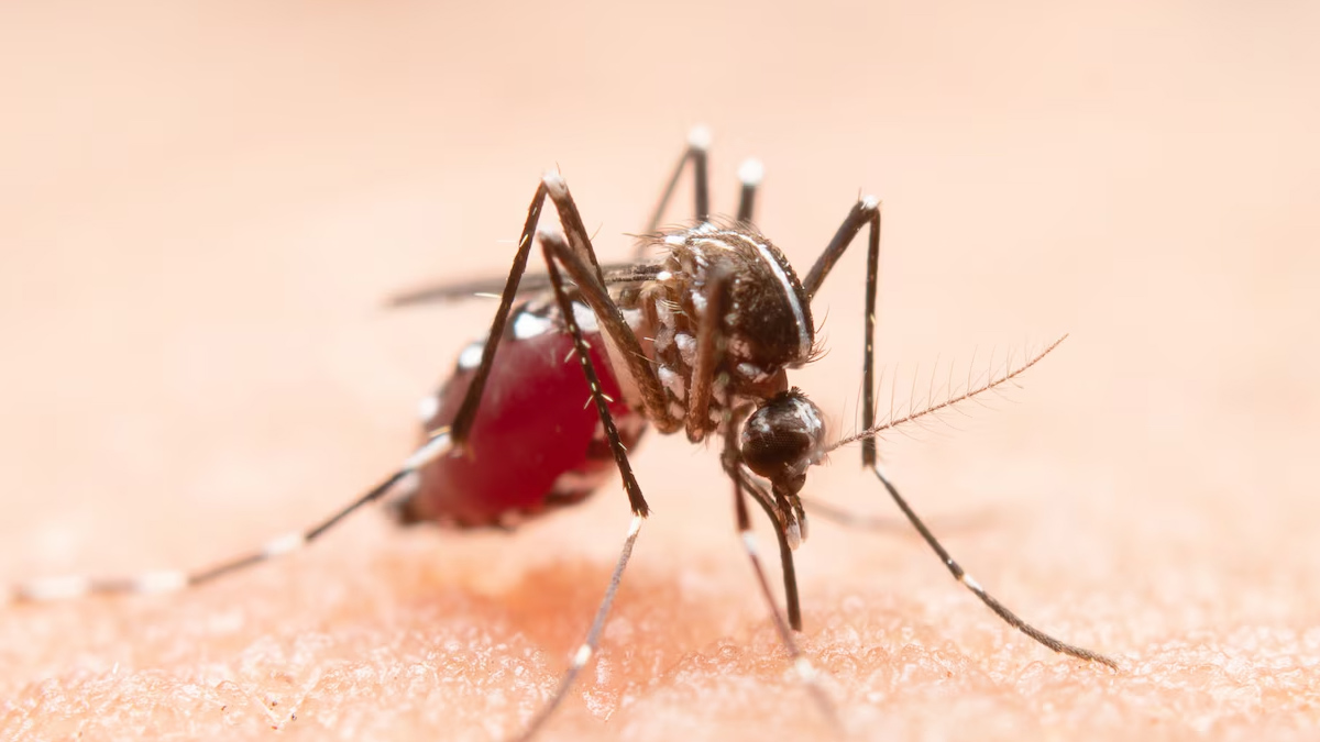 malaria chikungunya prevention tips