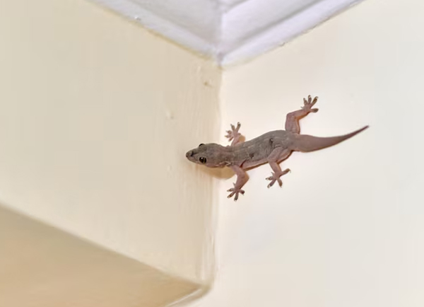 DIY lizard repellent recipe