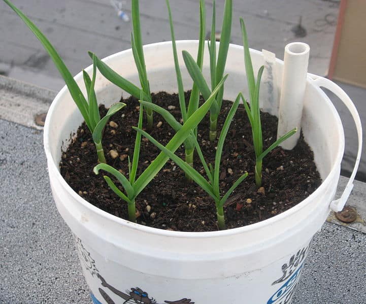 Garlic plant care tips