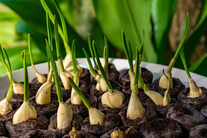 Growing garlic at home