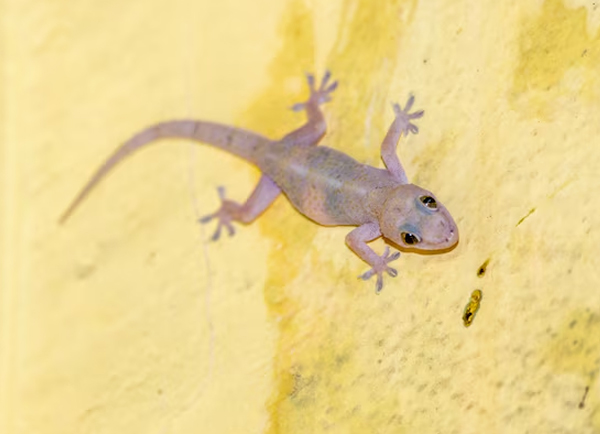How to get rid of lizards naturally