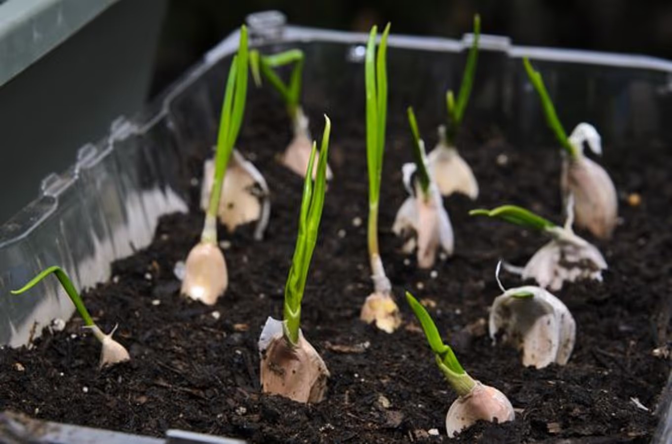 How to plant garlic cloves