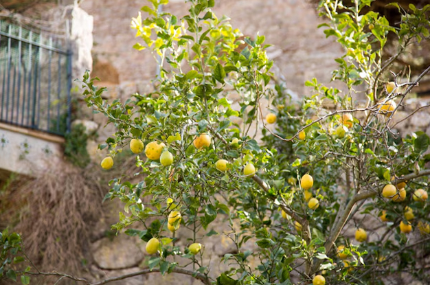 How to make a lemon plant grow faster