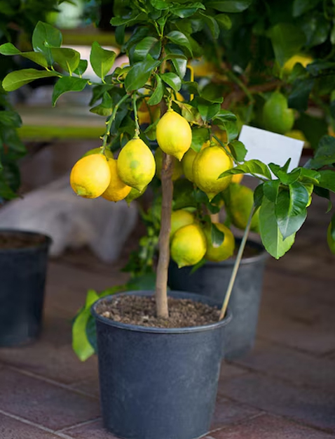 eggshell liquid fertilizer recipe