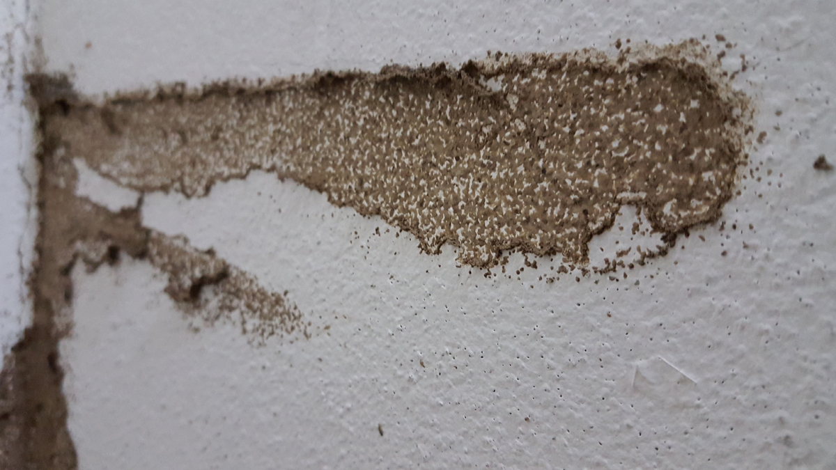 home remedy for termites in wall