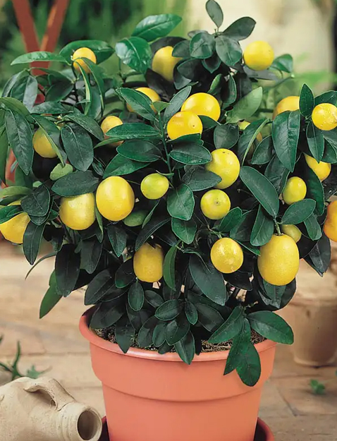 preventing blossom end rot in lemons